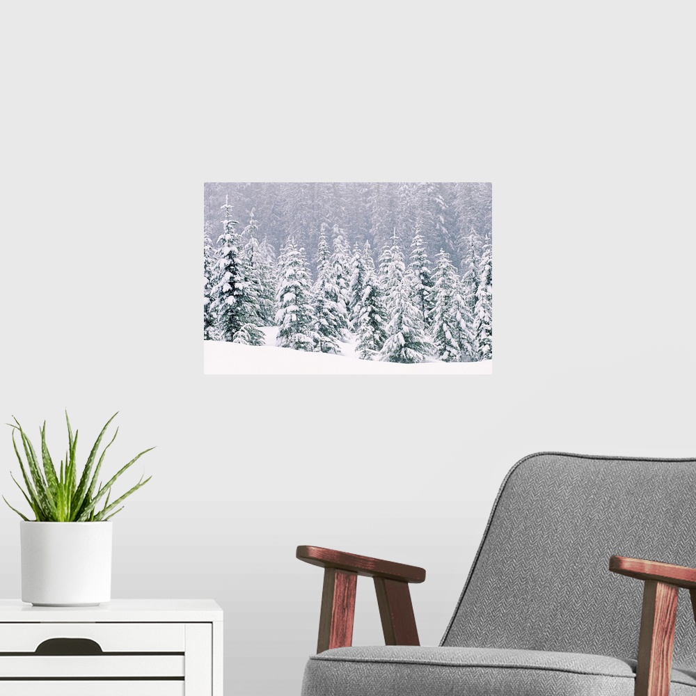 A modern room featuring Large, horizontal photograph of many pine trees within a snow covered landscape, their branches b...