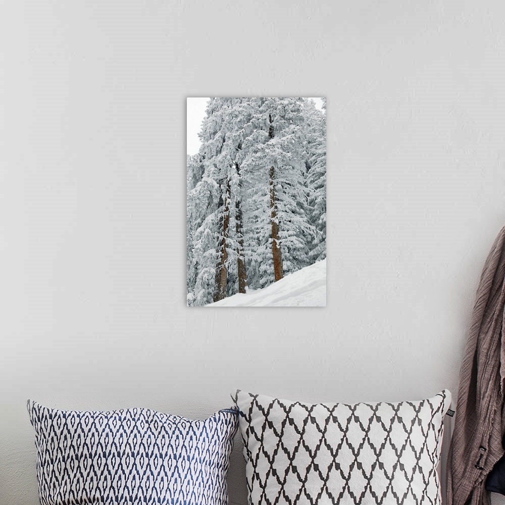 A bohemian room featuring Snow covered trees