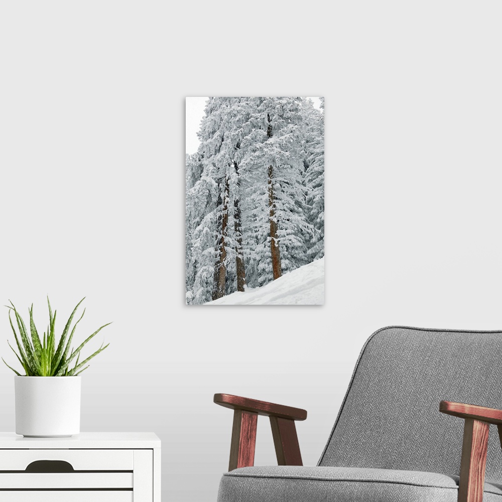 A modern room featuring Snow covered trees