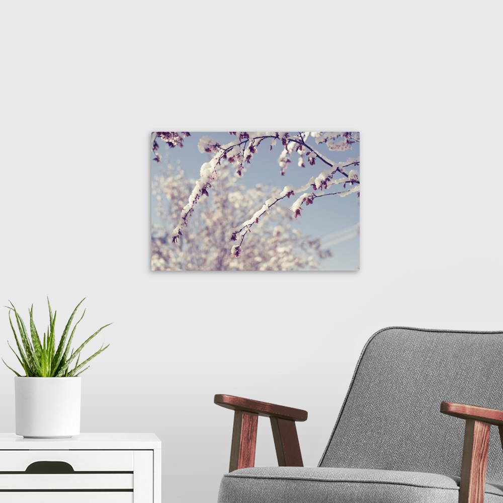 A modern room featuring Snow on branches of tree that has Spring blossom flower.