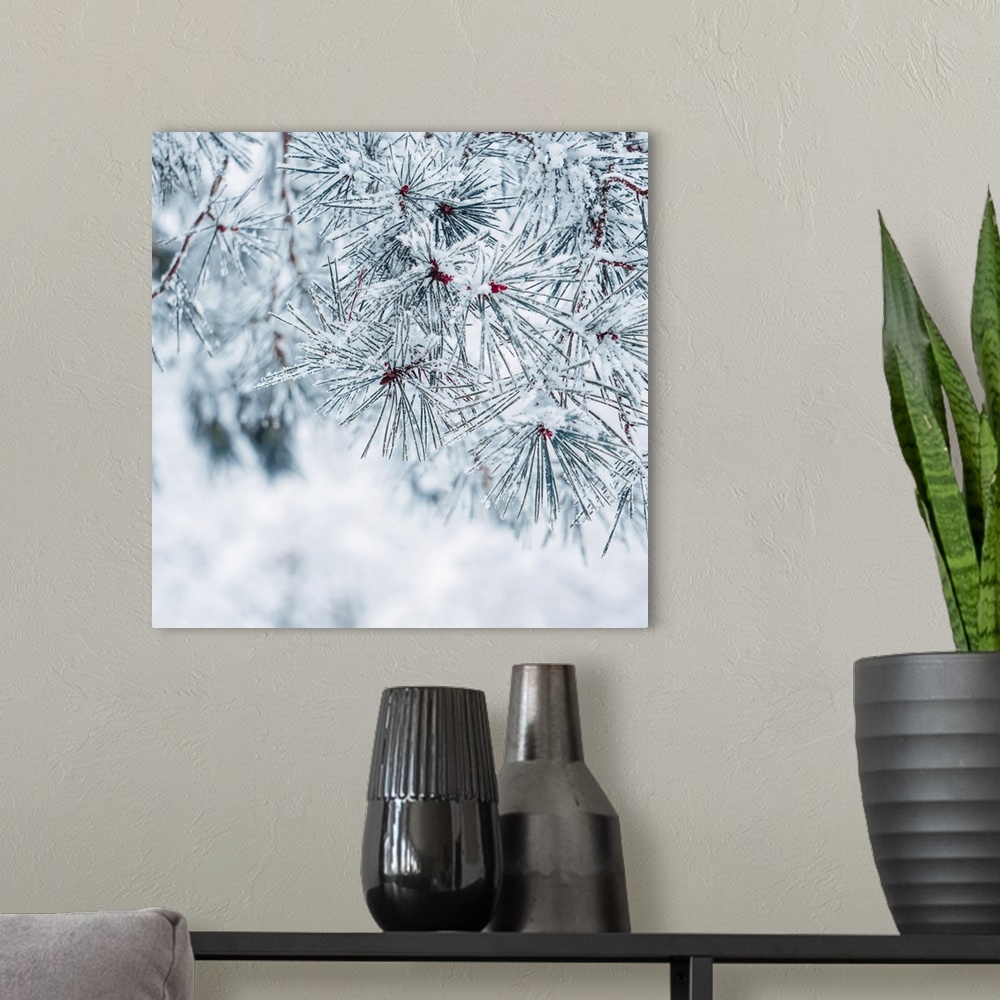 A modern room featuring Snow on pine tree leaves in winter.