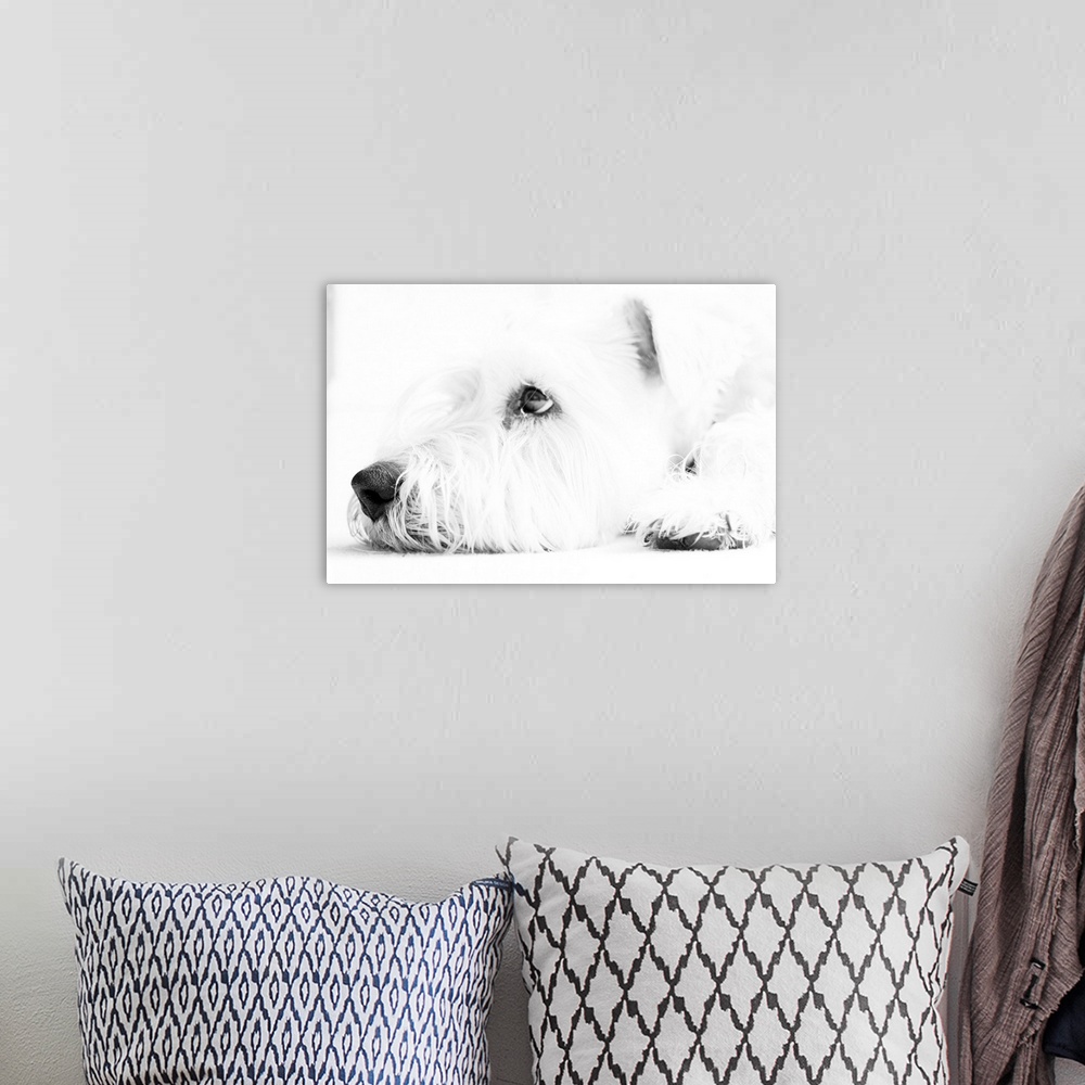 A bohemian room featuring Soft coated Wheaten Terrier dog waiting in black and white.