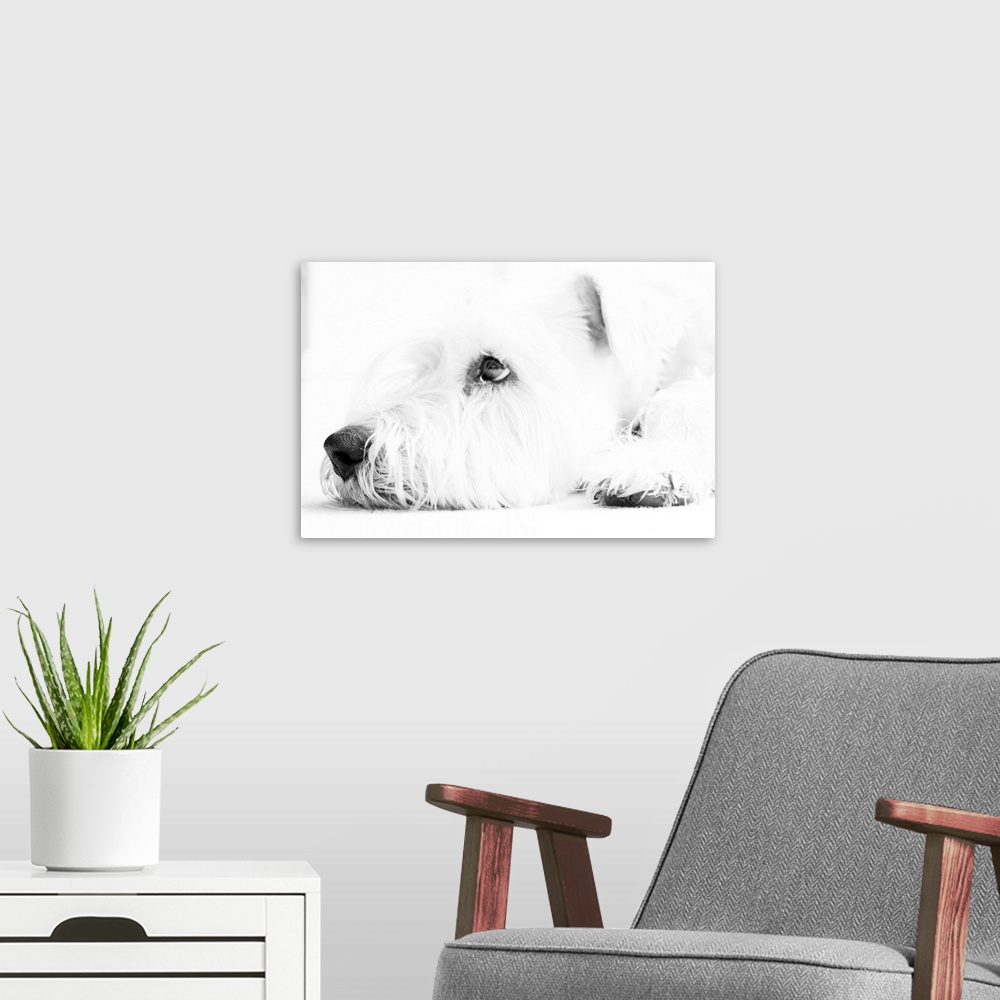 A modern room featuring Soft coated Wheaten Terrier dog waiting in black and white.