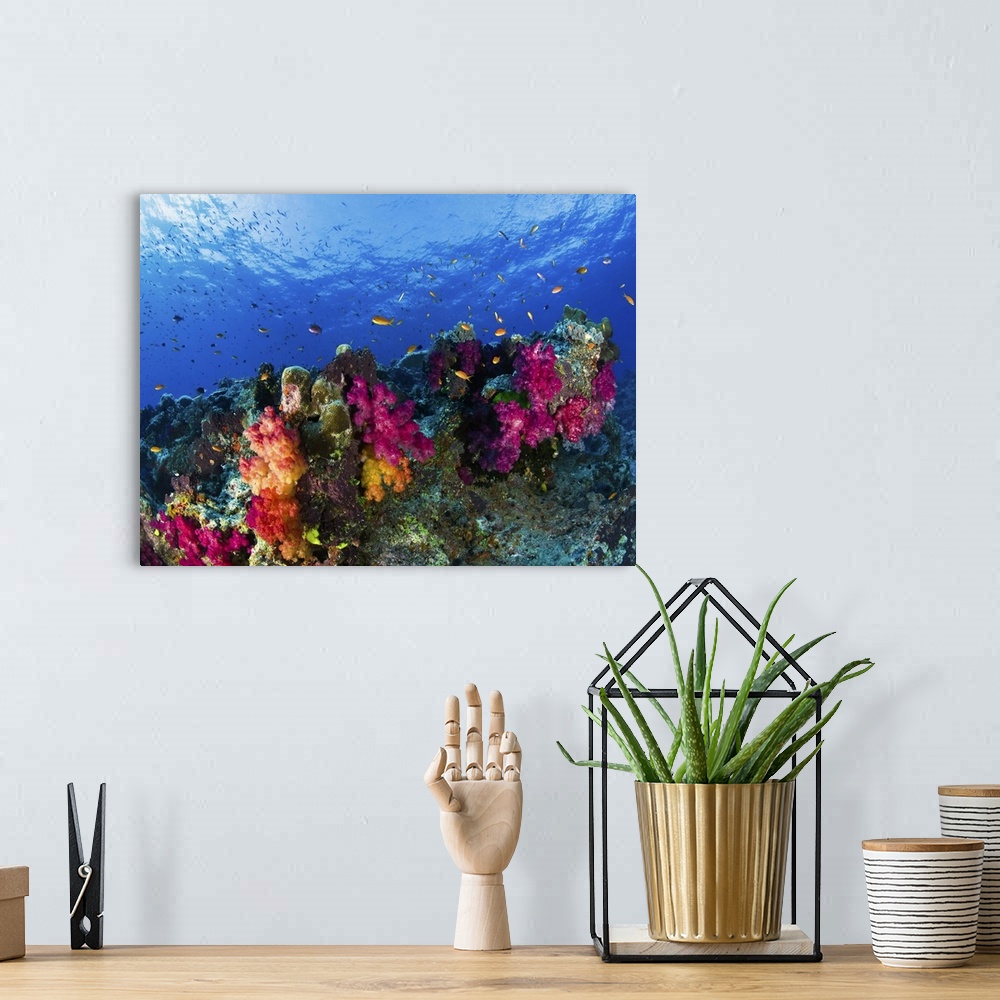 A bohemian room featuring Soft corals on shallow reef, Fiji
