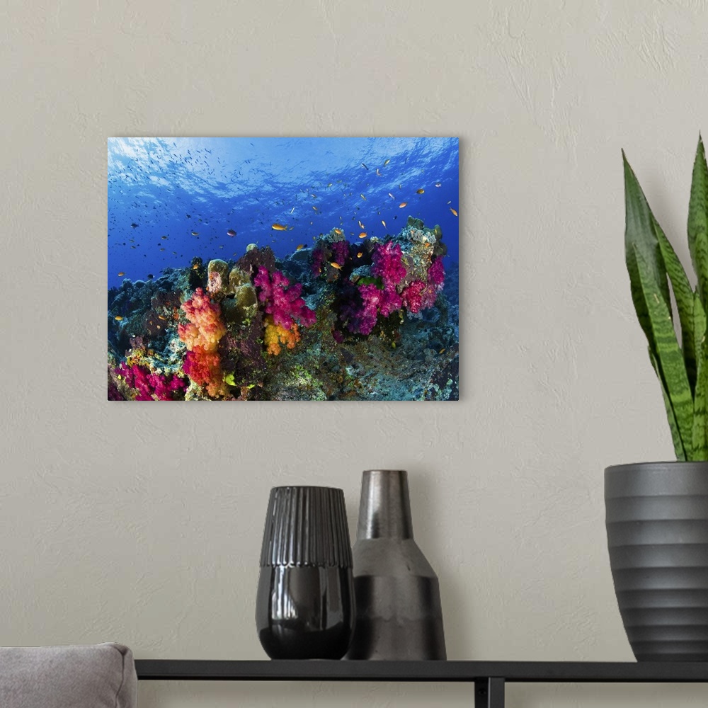 A modern room featuring Soft corals on shallow reef, Fiji