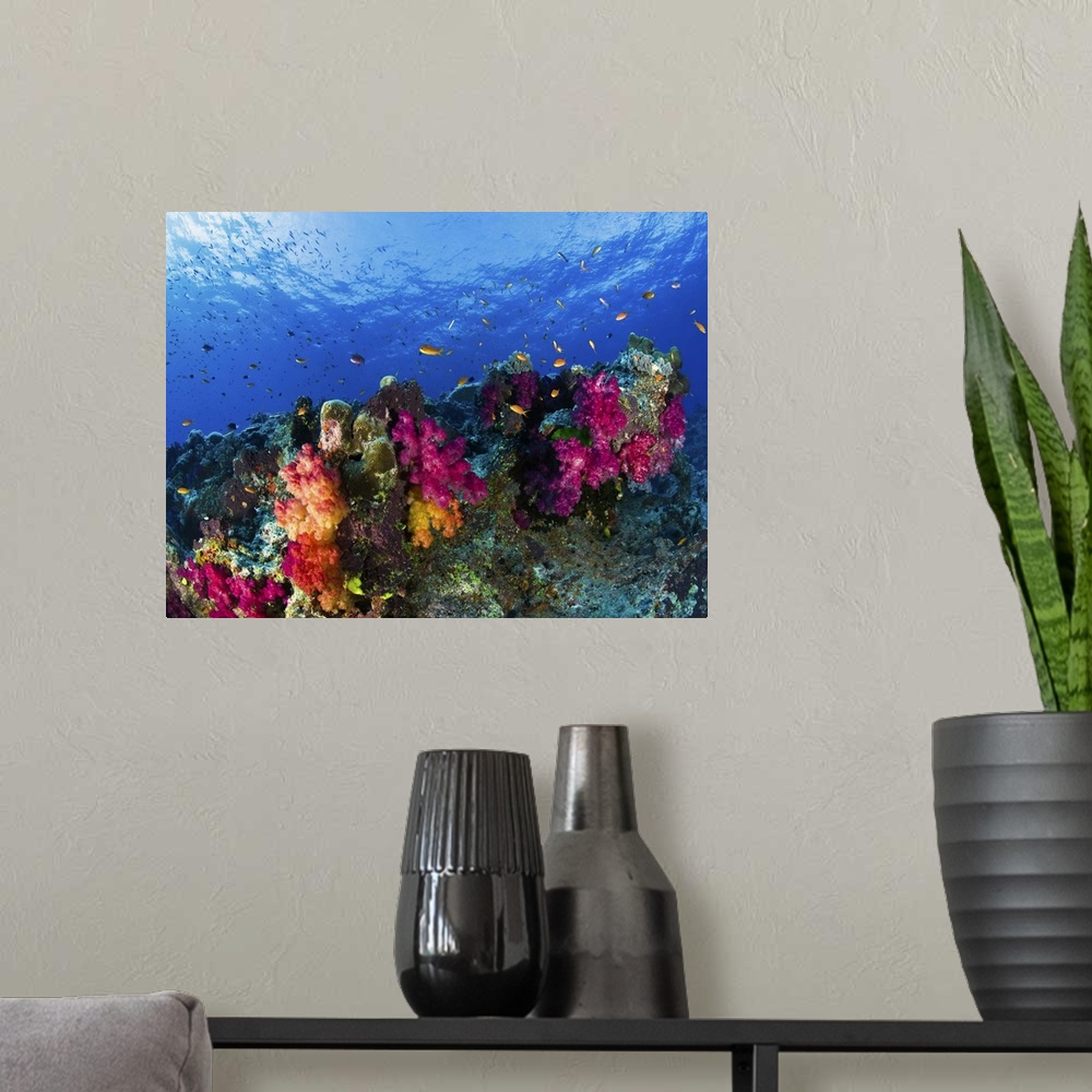 A modern room featuring Soft corals on shallow reef, Fiji