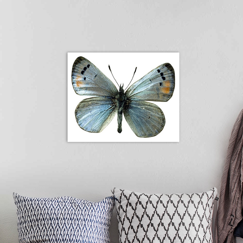 A bohemian room featuring Sonoran blue butterfly