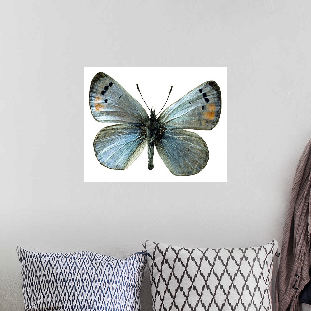A bohemian room featuring Sonoran blue butterfly