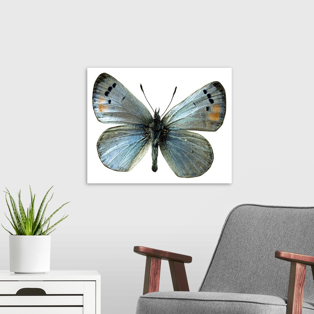 A modern room featuring Sonoran blue butterfly