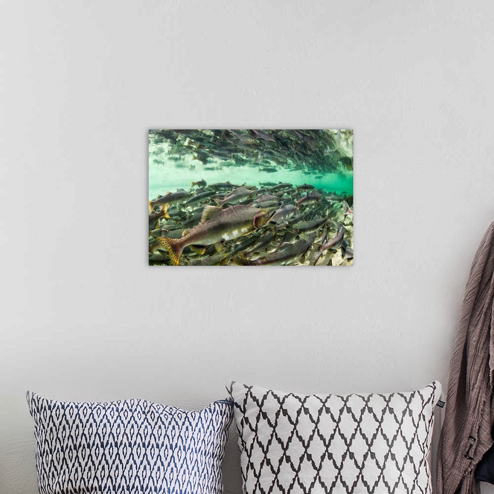 A bohemian room featuring USA, Alaska, Katmai National Park, Underwater view of spawning Pink Salmon (Oncorhynchus gorbusch...