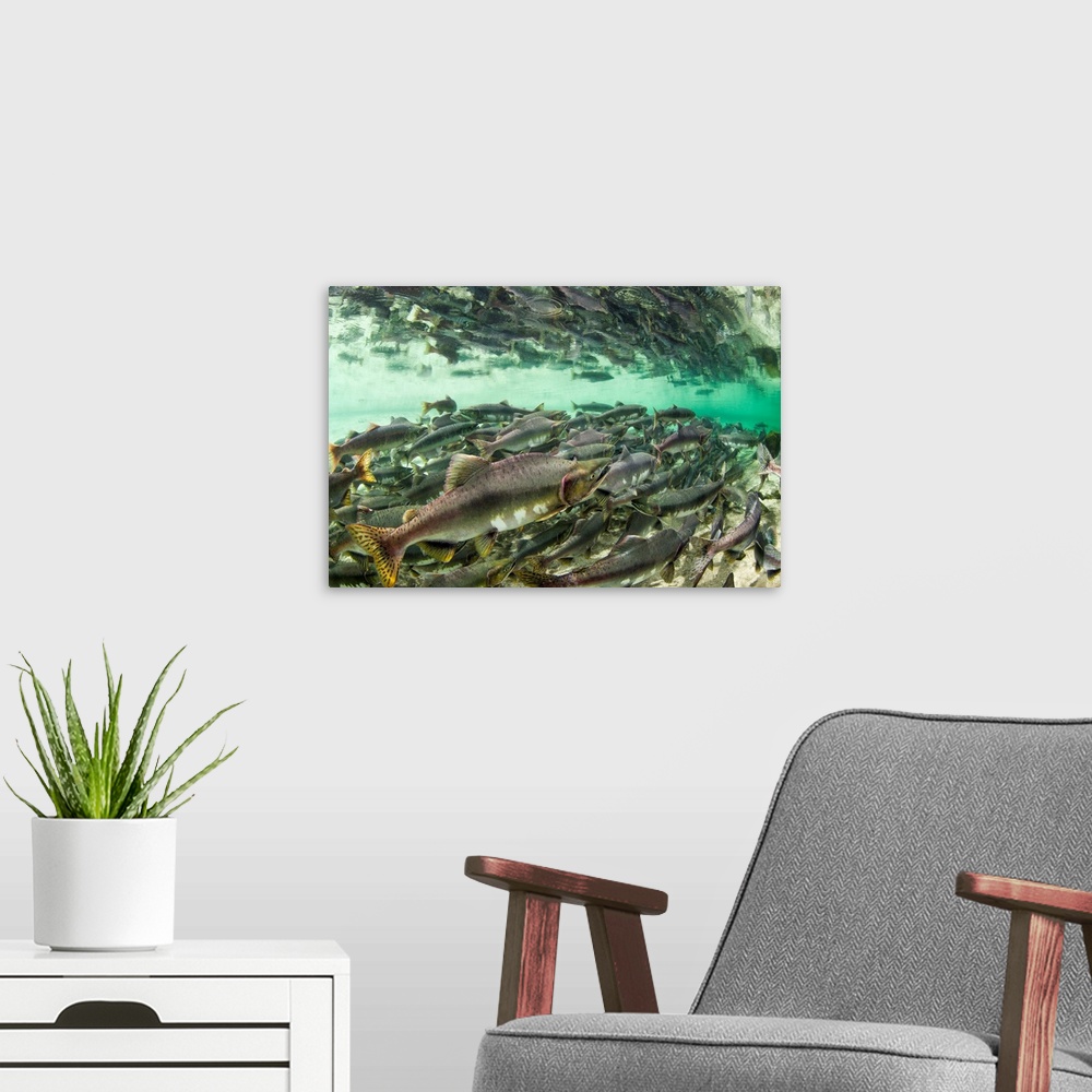 A modern room featuring USA, Alaska, Katmai National Park, Underwater view of spawning Pink Salmon (Oncorhynchus gorbusch...