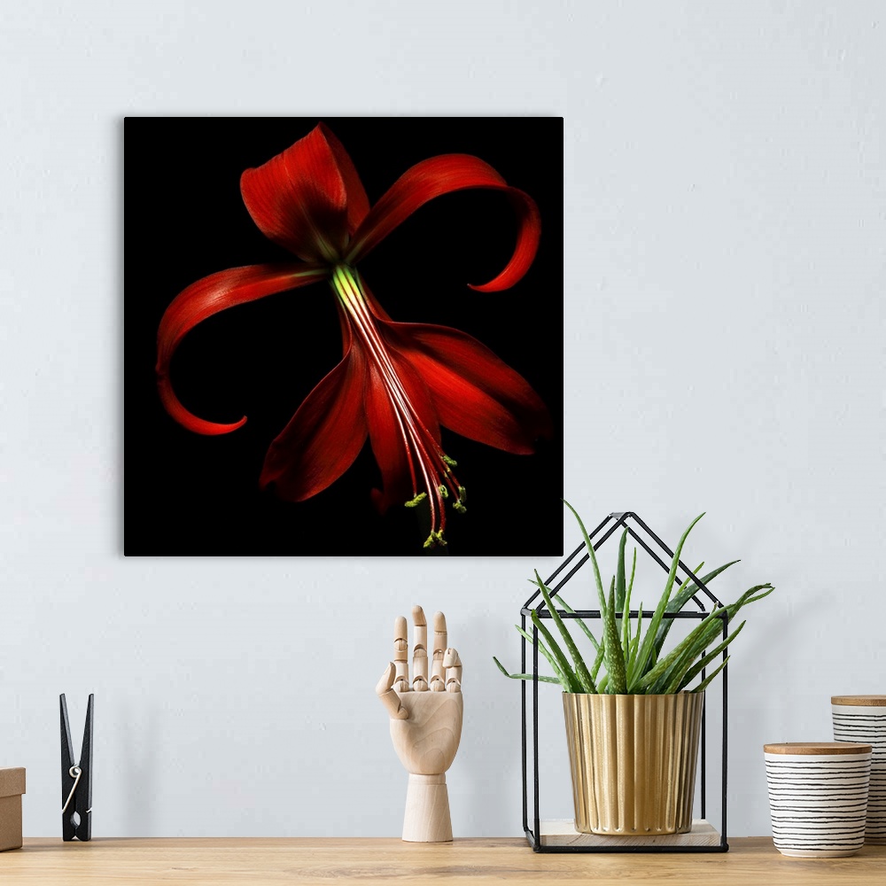 A bohemian room featuring Huge, floral wall hanging of a large red lily on a solid black background.