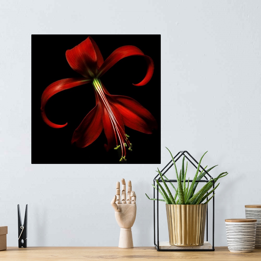 A bohemian room featuring Huge, floral wall hanging of a large red lily on a solid black background.
