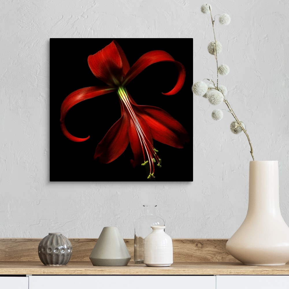 A farmhouse room featuring Huge, floral wall hanging of a large red lily on a solid black background.