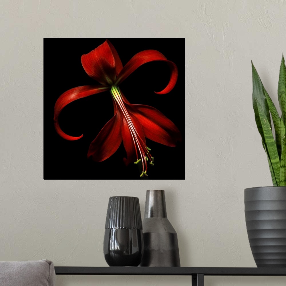 A modern room featuring Huge, floral wall hanging of a large red lily on a solid black background.