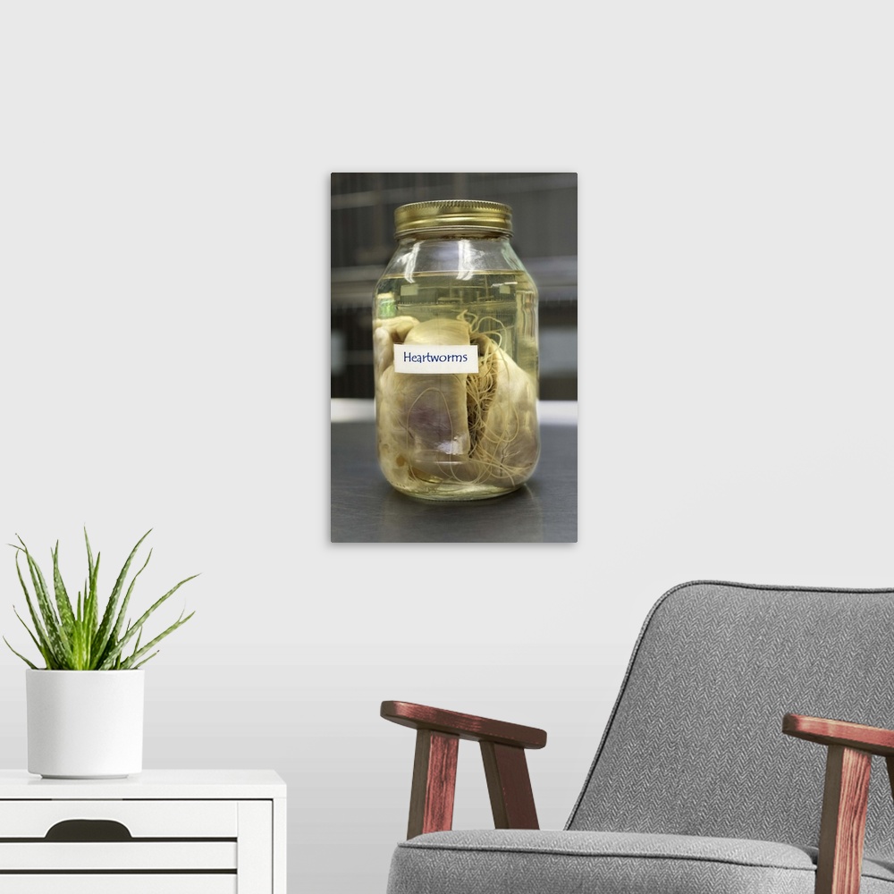 A modern room featuring Specimen of heart with heartworms in jar