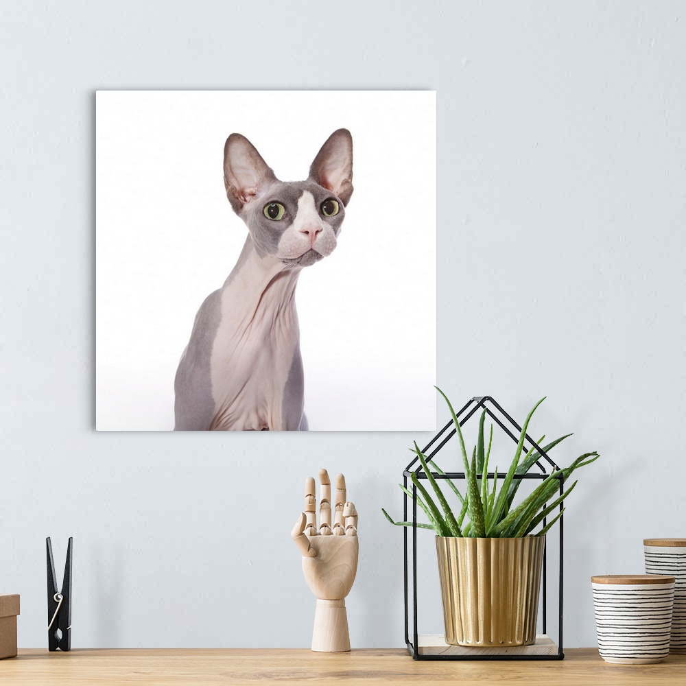 A bohemian room featuring Sphynx Cat with surprised expression