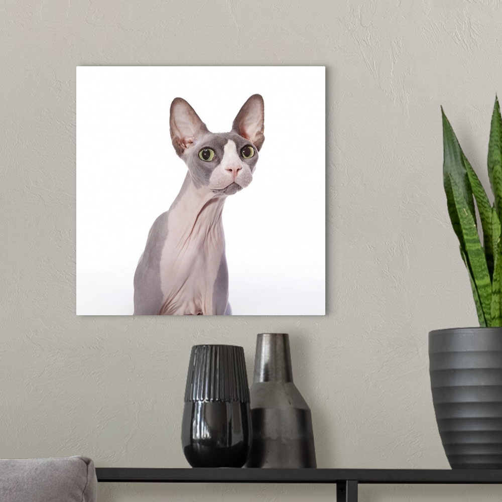 A modern room featuring Sphynx Cat with surprised expression