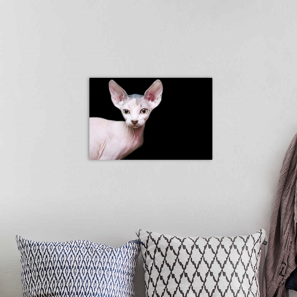 A bohemian room featuring sphynx kitten sweet cute hairless pet cat.