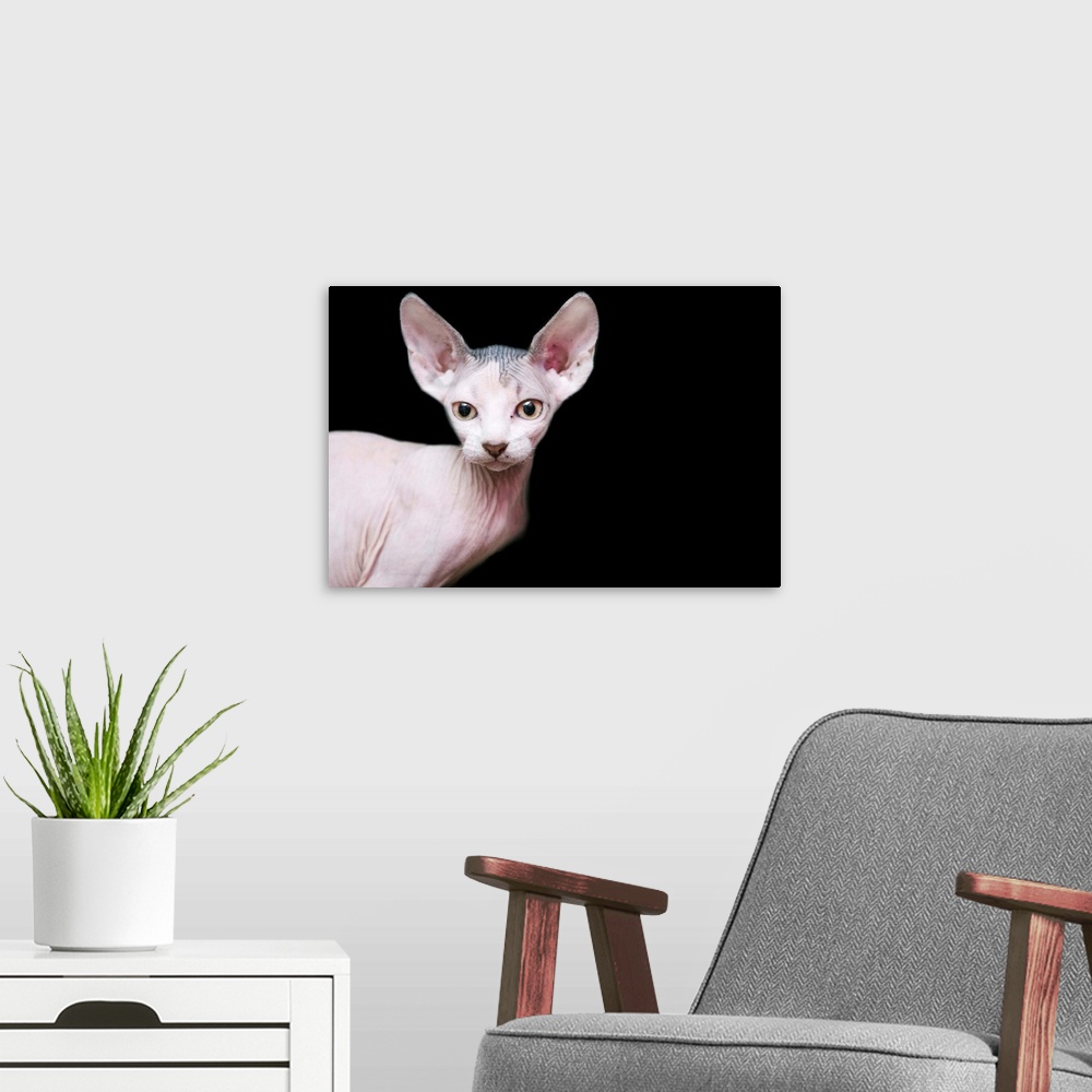 A modern room featuring sphynx kitten sweet cute hairless pet cat.