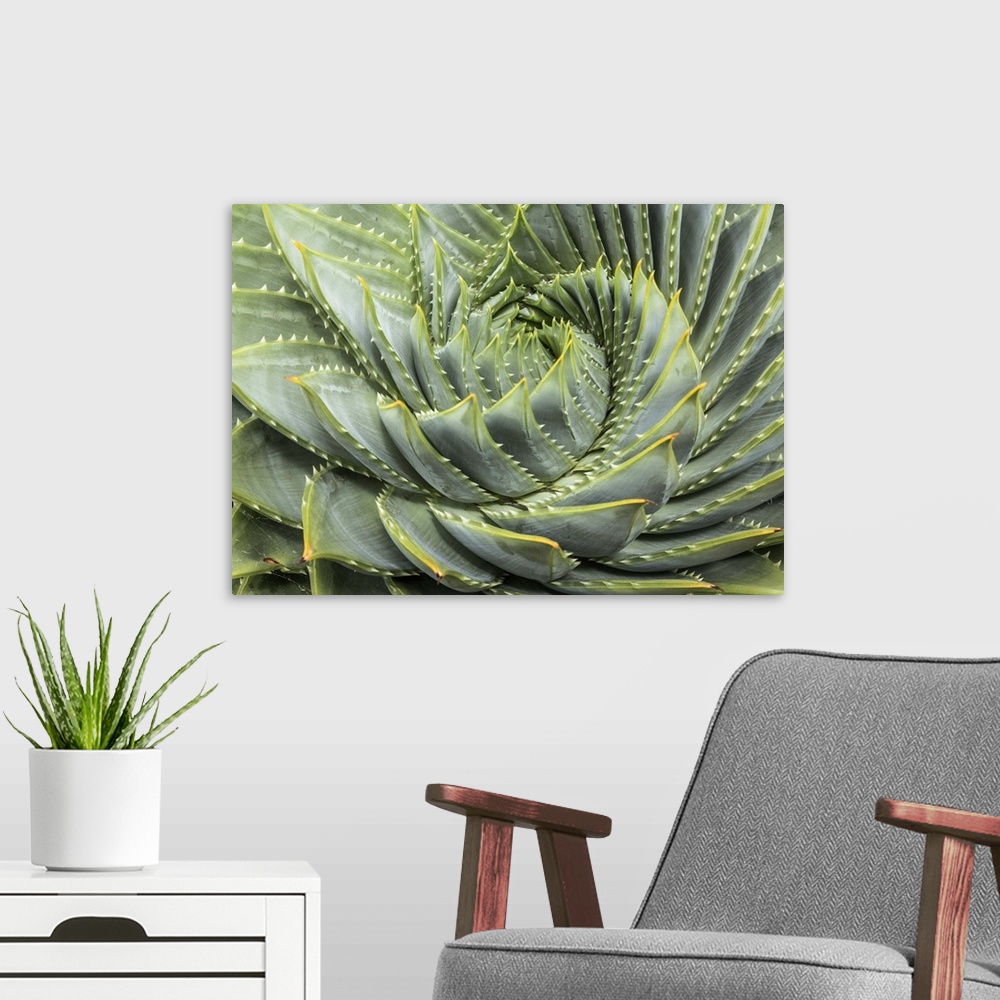 A modern room featuring Spiral Aloe