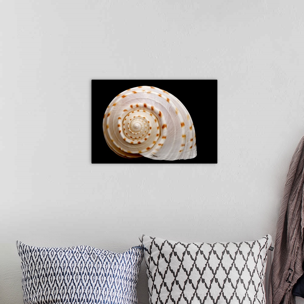 A bohemian room featuring Spotted Sea Snail Shell