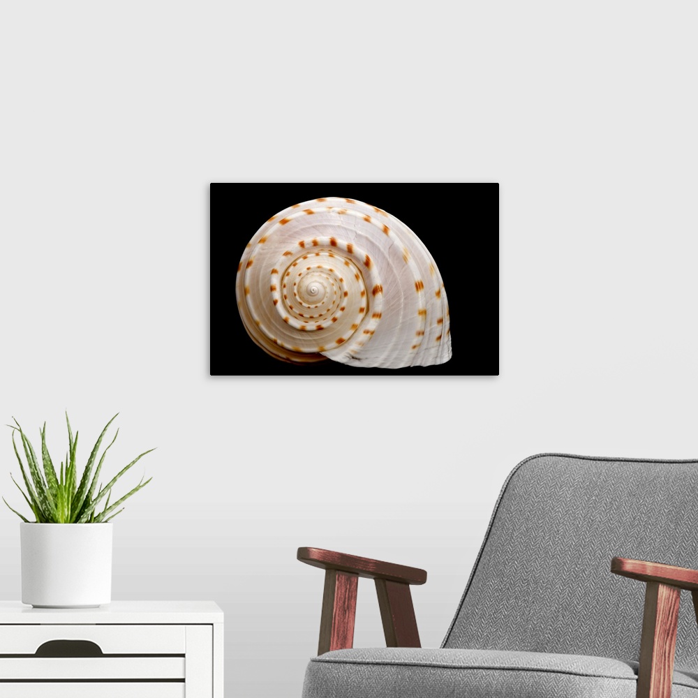 A modern room featuring Spotted Sea Snail Shell