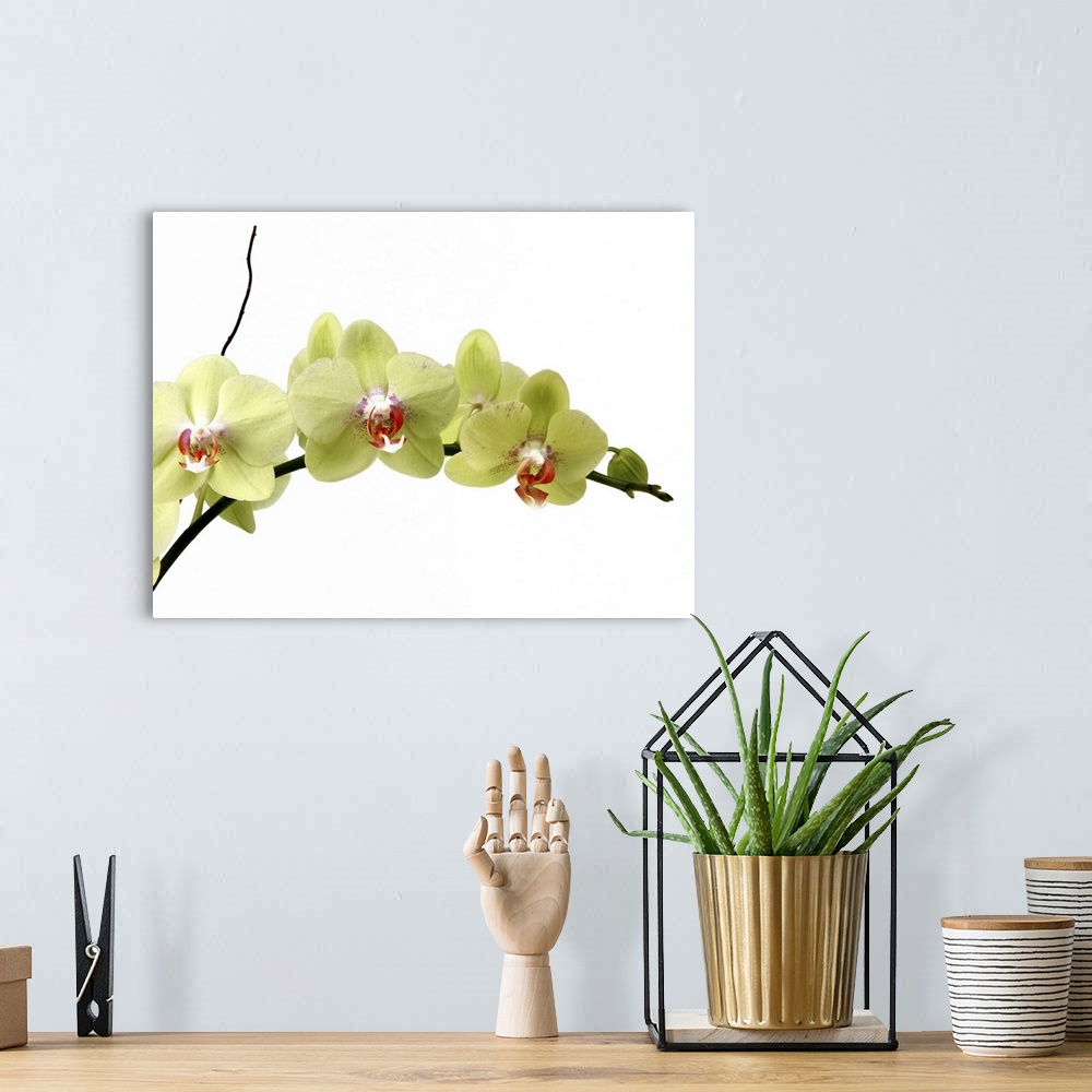 A bohemian room featuring A branch of Moth Orchids on a stark white background.