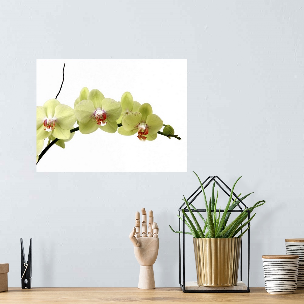 A bohemian room featuring A branch of Moth Orchids on a stark white background.