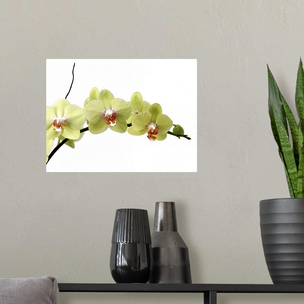 A modern room featuring A branch of Moth Orchids on a stark white background.