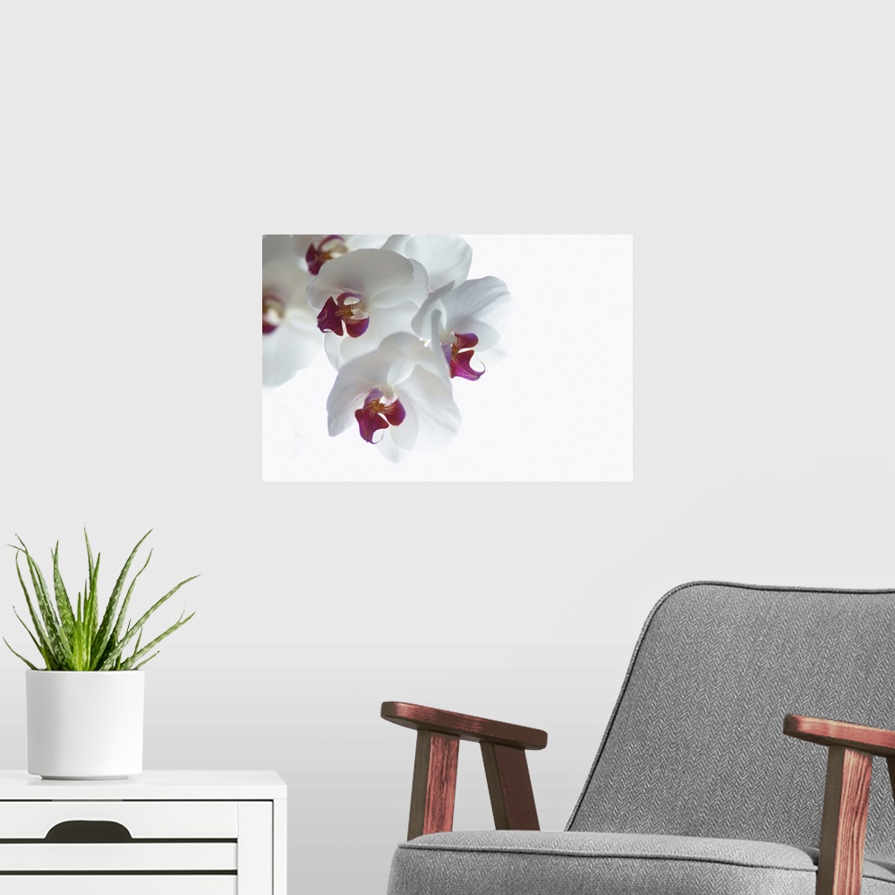 A modern room featuring Large landscape photograph of a single branch of fully bloomed orchid blossoms against a solid wh...