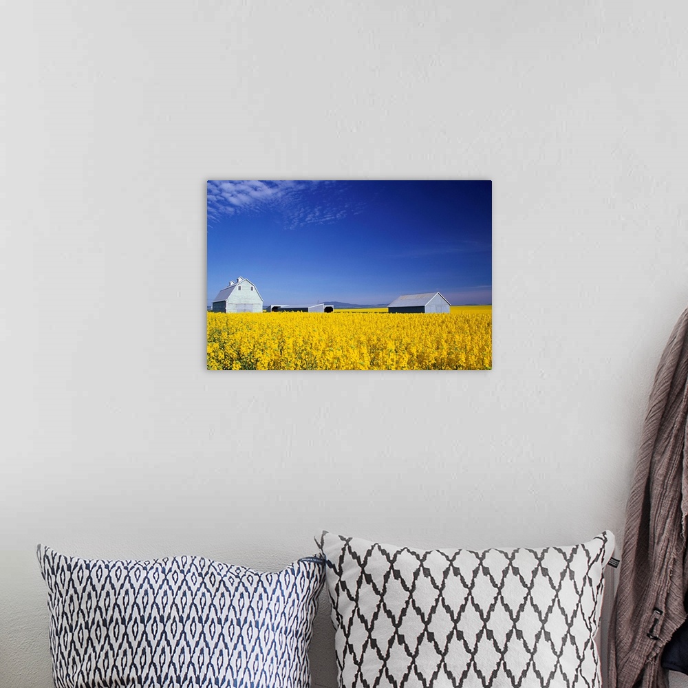 A bohemian room featuring The spring crop of canola in a field in Grangeville, Idaho.
