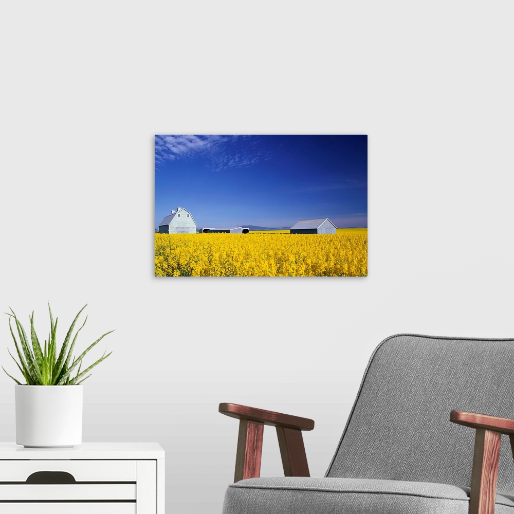 A modern room featuring The spring crop of canola in a field in Grangeville, Idaho.