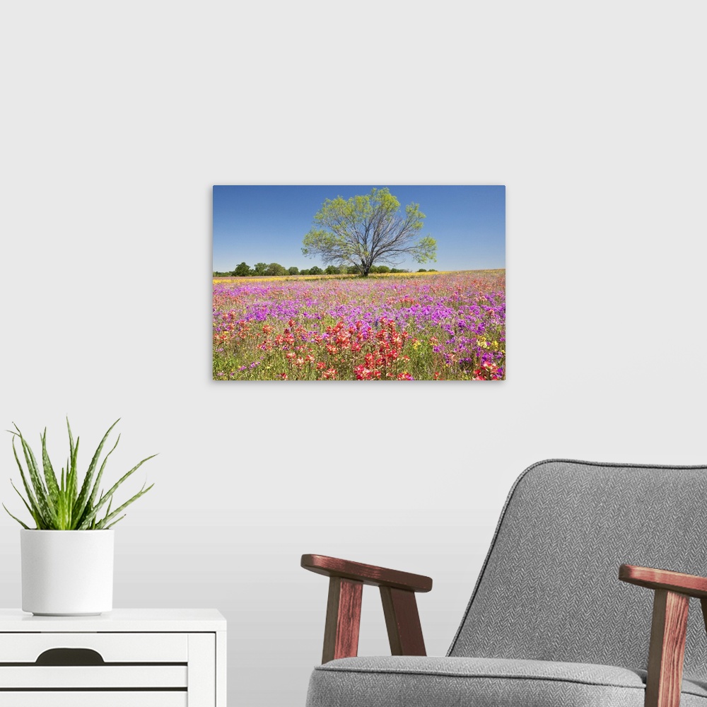 A modern room featuring Spring mesquite trees growing in wildflowers, Texas, USA, North America