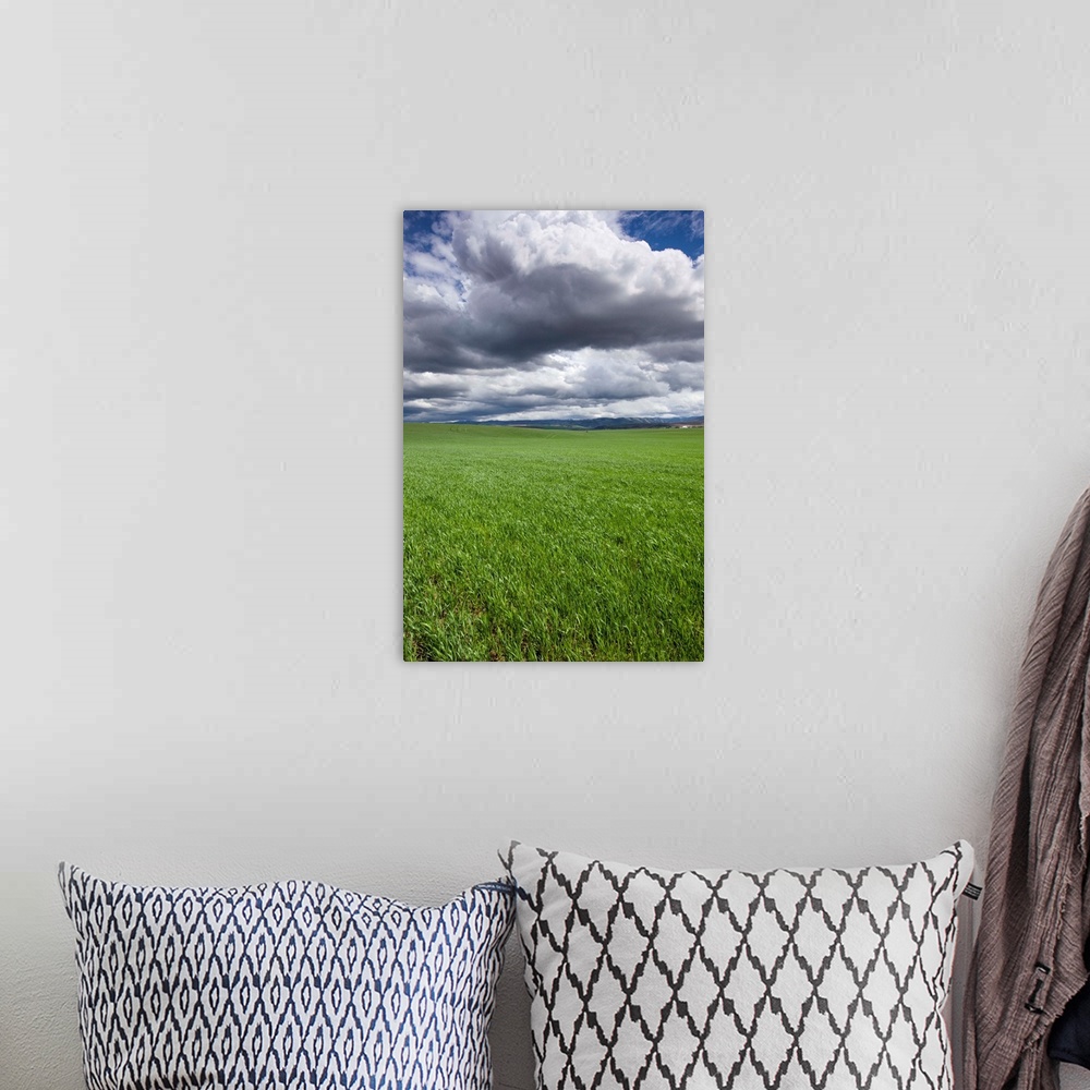 A bohemian room featuring USA, Washington, Wallula, Clouds above spring wheat field on spring afternoon