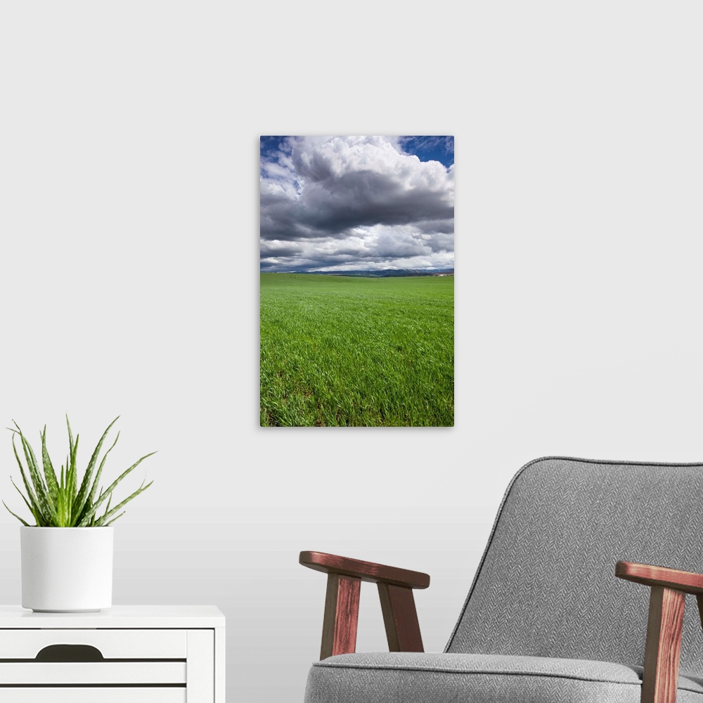 A modern room featuring USA, Washington, Wallula, Clouds above spring wheat field on spring afternoon