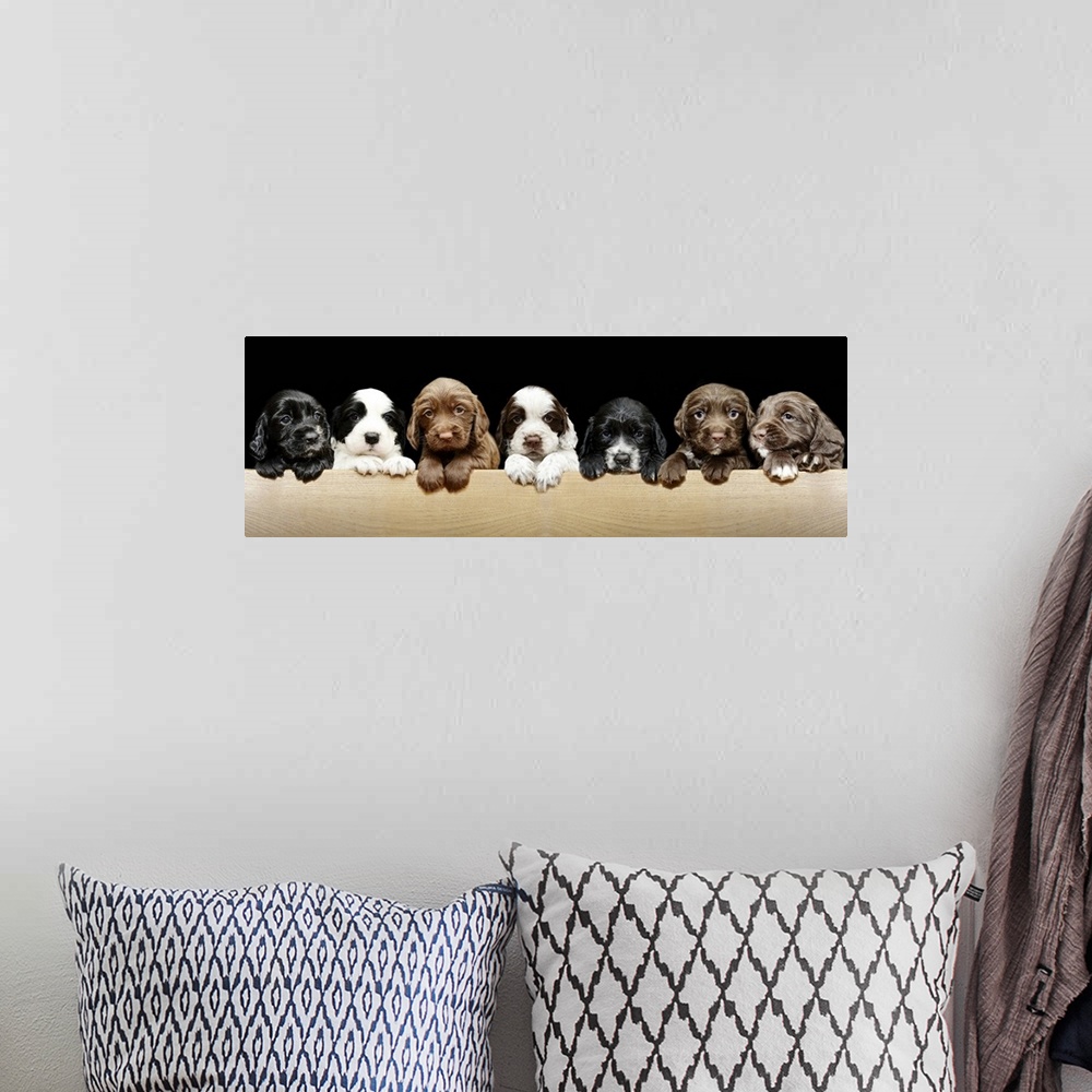 A bohemian room featuring 4 week old Springer / Cocker Spaniel cross (sprocker) puppies. Very cute puppies in a line, photo...