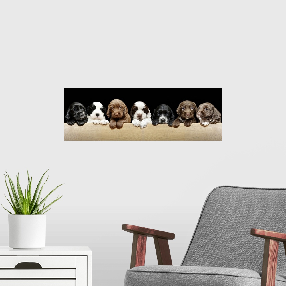 A modern room featuring 4 week old Springer / Cocker Spaniel cross (sprocker) puppies. Very cute puppies in a line, photo...