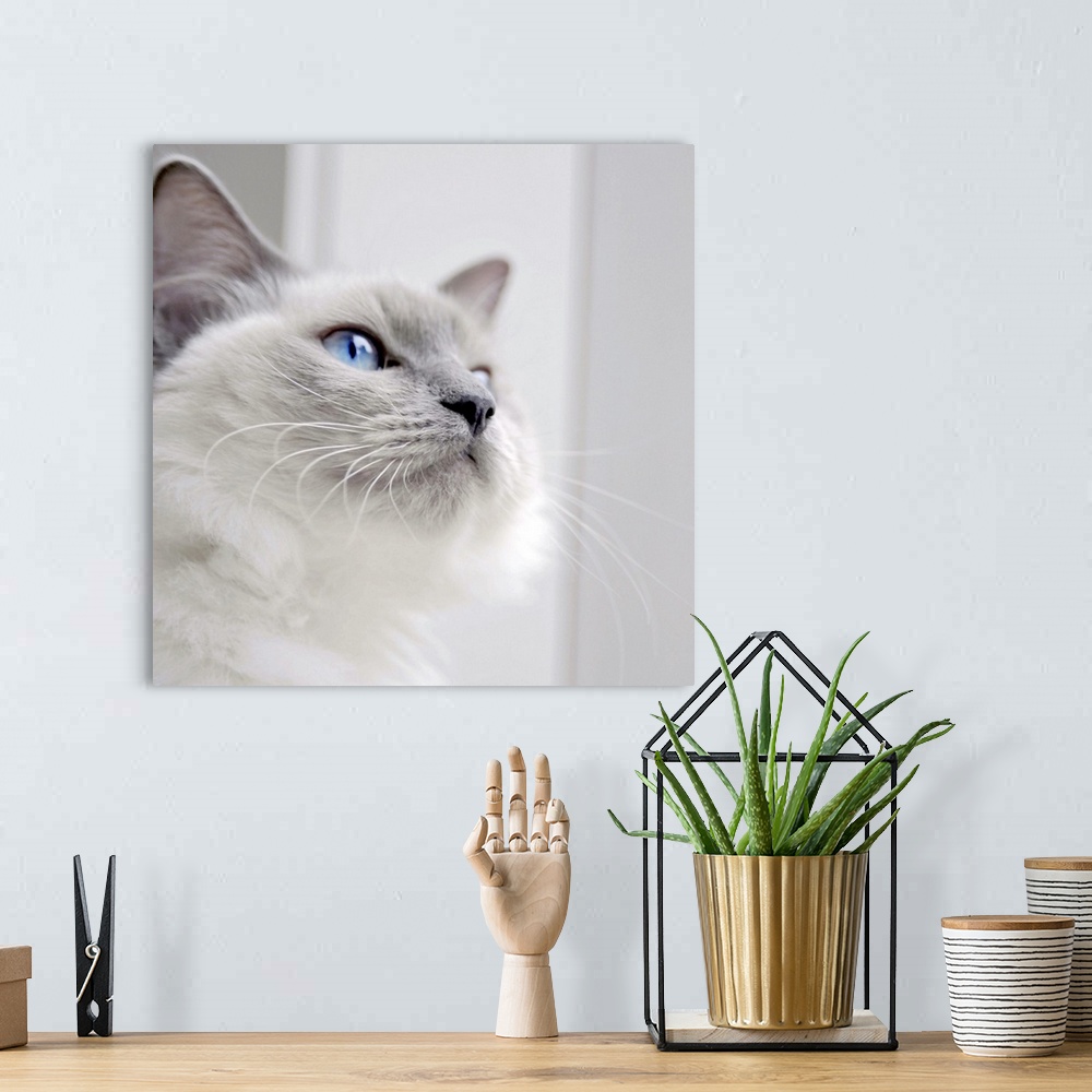 A bohemian room featuring Square portrait of a Ragdoll cat.