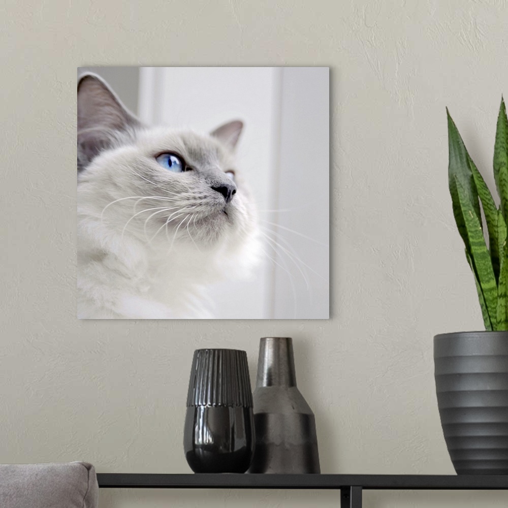 A modern room featuring Square portrait of a Ragdoll cat.