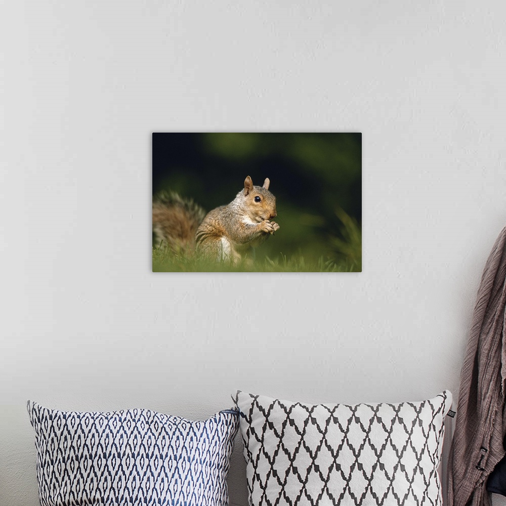 A bohemian room featuring Squirrel, close-up, ground view