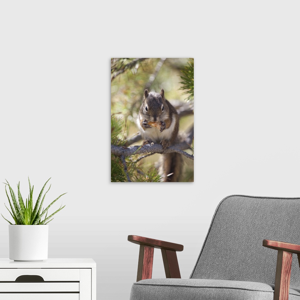 A modern room featuring Squirrel eating a pine cone.