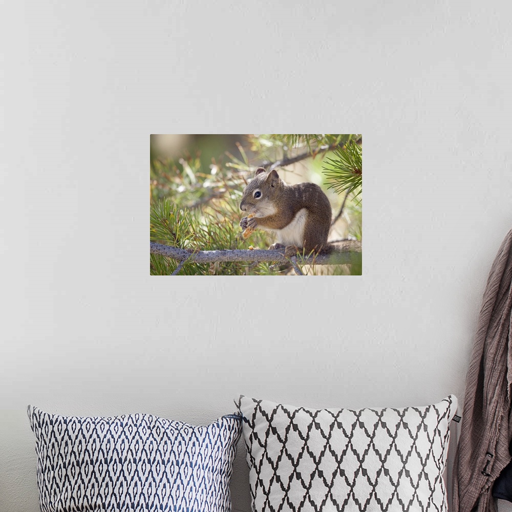 A bohemian room featuring Squirrel eating a pine cone.