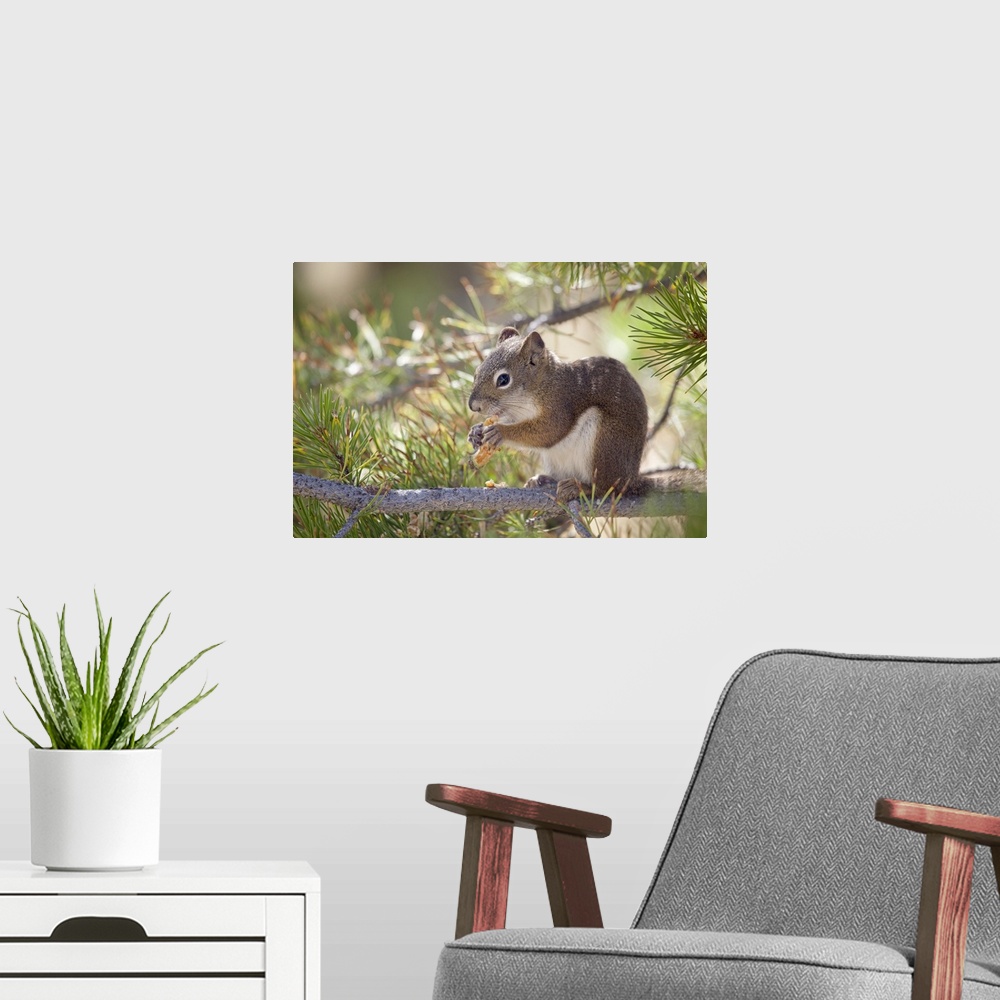 A modern room featuring Squirrel eating a pine cone.