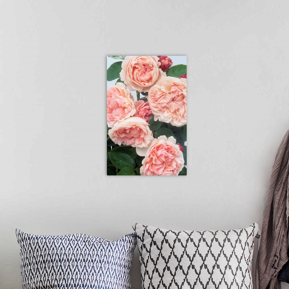 A bohemian room featuring St. Swithan Roses