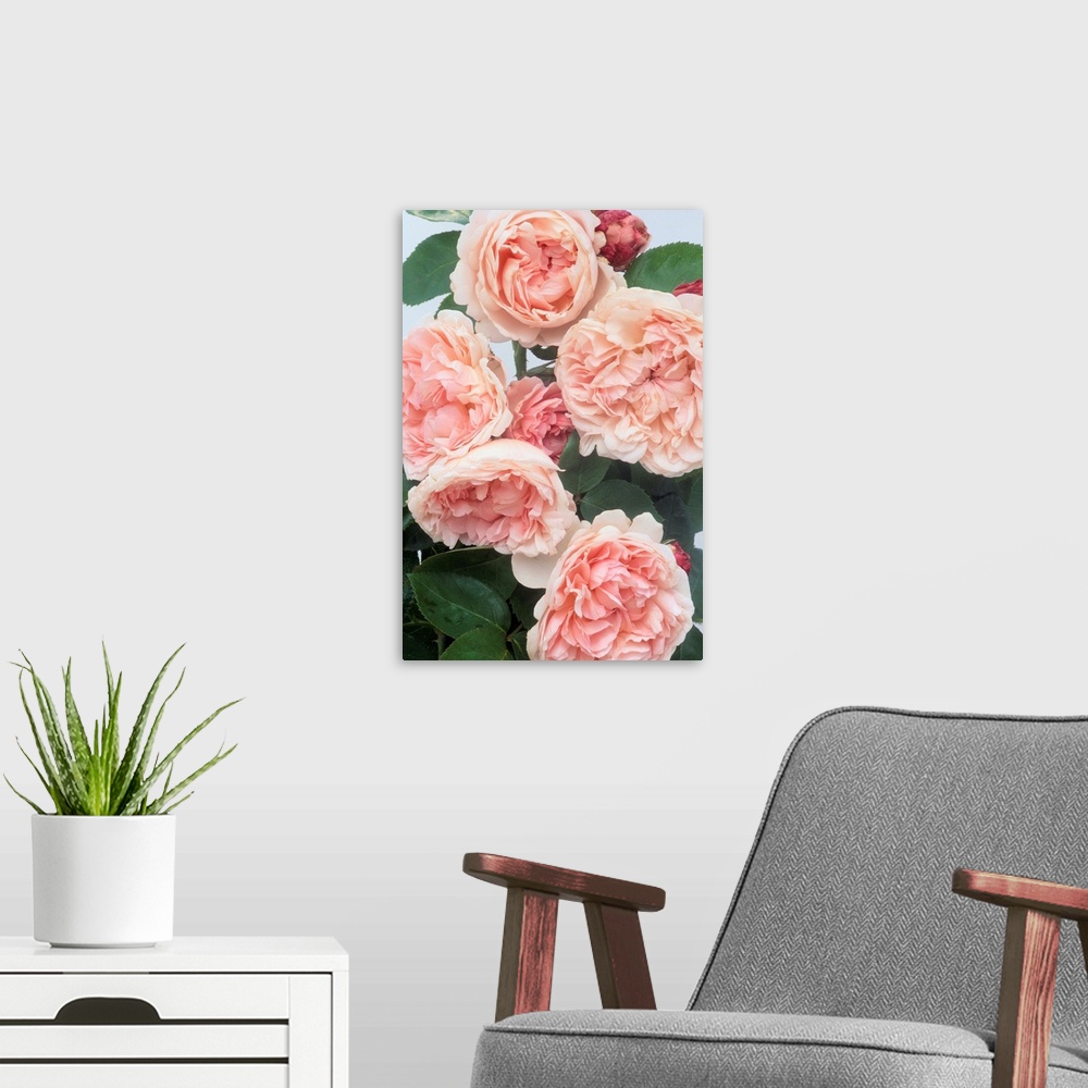 A modern room featuring St. Swithan Roses