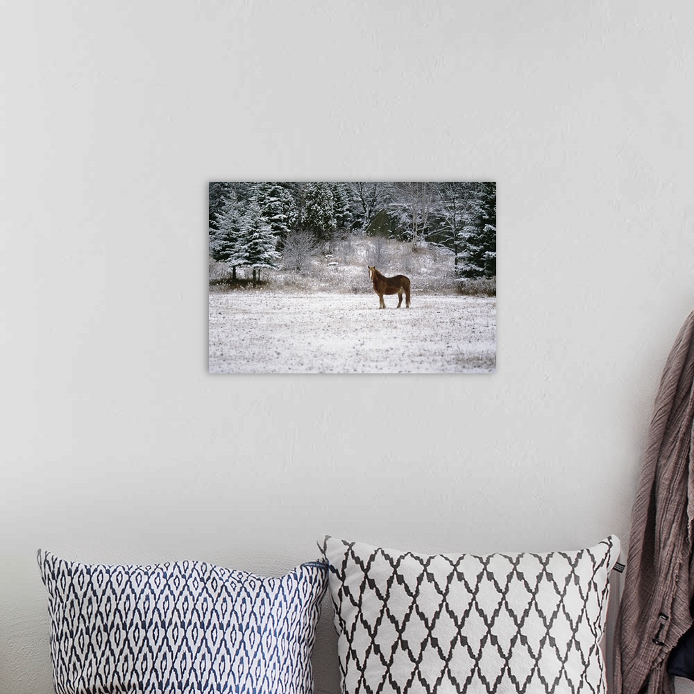 A bohemian room featuring Stallion on winter landscape, Canada