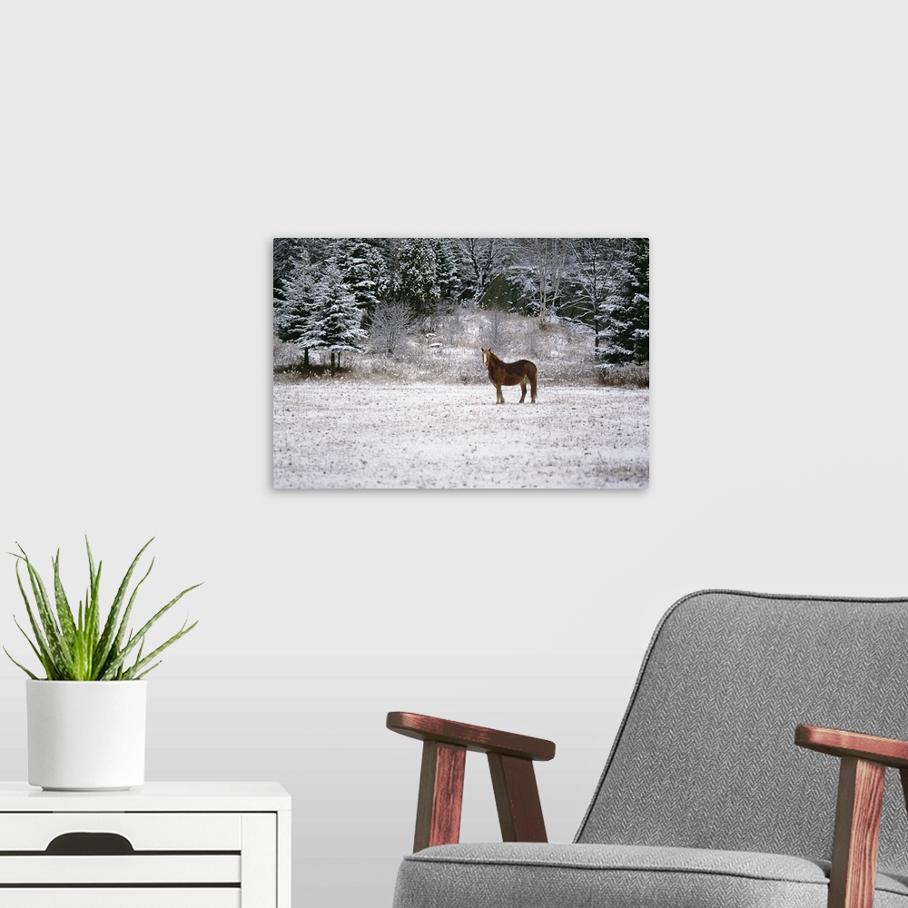 A modern room featuring Stallion on winter landscape, Canada