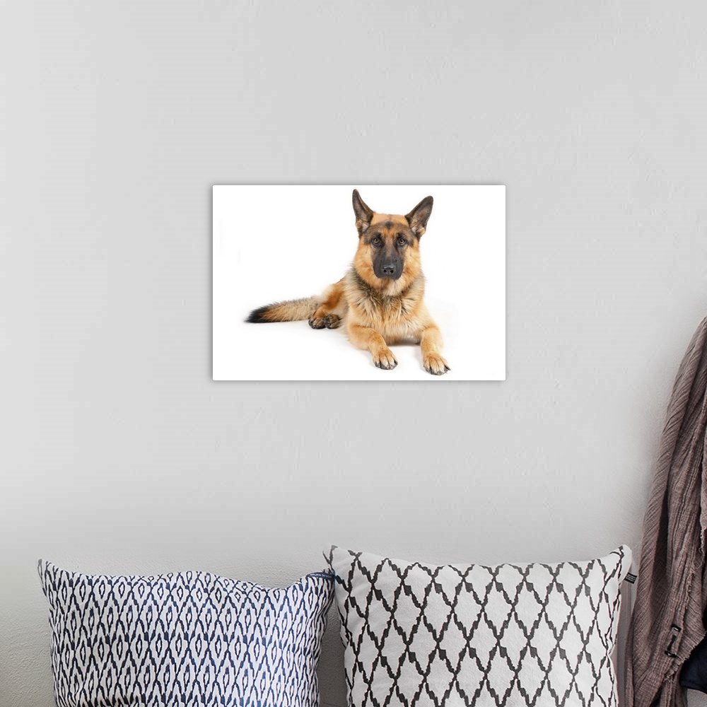 A bohemian room featuring German ShepherdYellow and black color.Lying on a white paper.Looking in the camera.