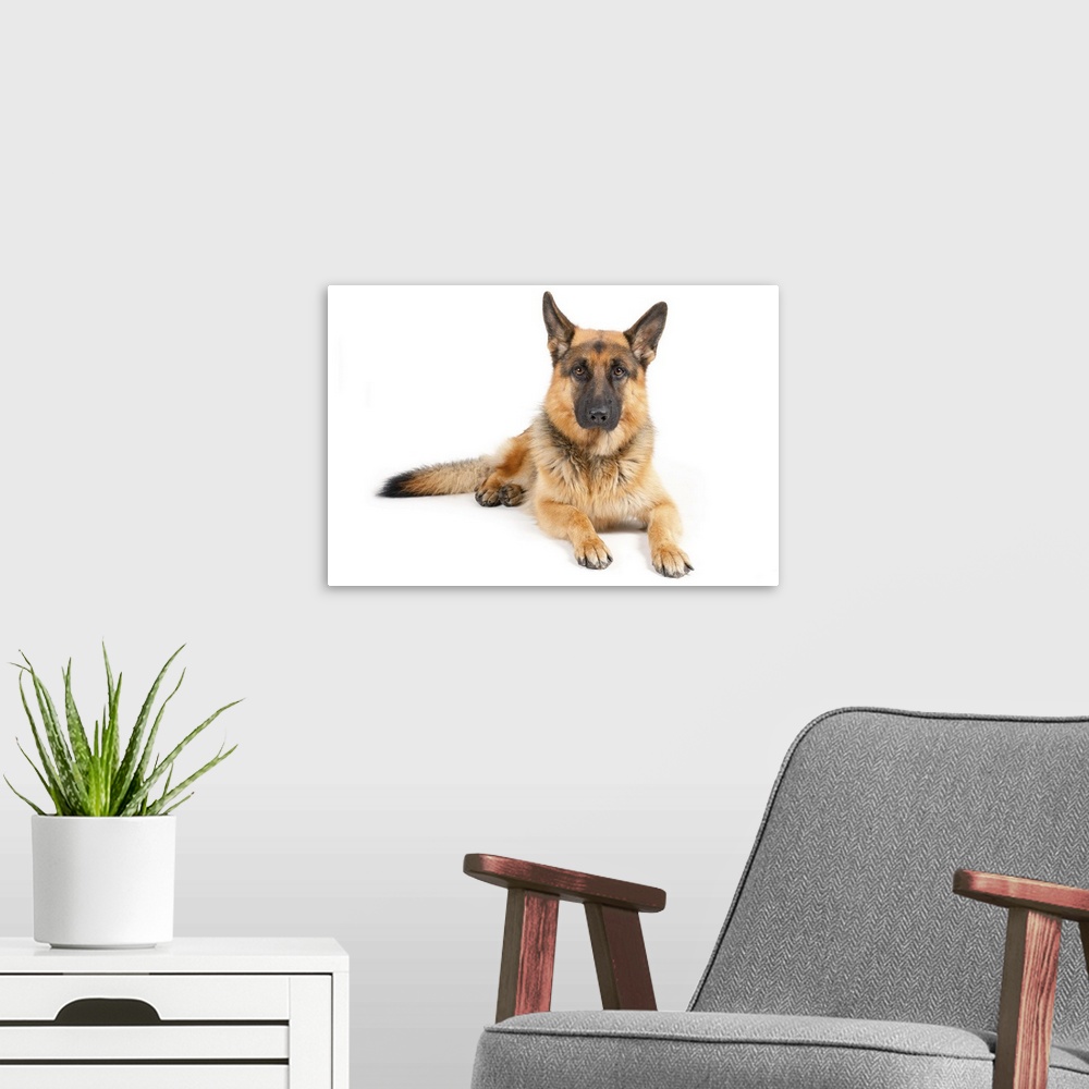 A modern room featuring German ShepherdYellow and black color.Lying on a white paper.Looking in the camera.